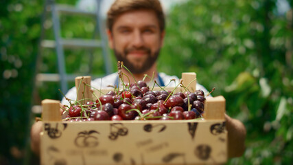 Businessman farming cherry berries in organic fruit crate at greenhouse garden.