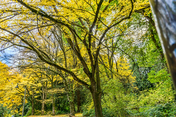 Washington Park Arboretum Autumn Trees