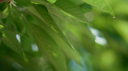 Background leaf summer branch tree closeup. Macro bright color of rural garden.