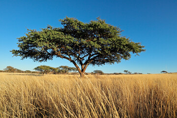 Obraz premium African camel-thorn tree (Vachellia erioloba) in grassland, South Africa.