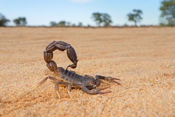 Granulated thick-tailed scorpion (Parabuthus granulatus), Kalahari desert, South Africa . - obrazy, fototapety, plakaty