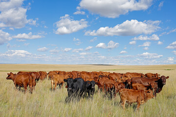 Herd of free-range cattle grazing in grassland on a rural farm, South Africa.