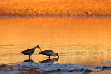 Hadeda ibises (Bostrychia hagedash) foraging in shallow water at sunset, South Africa.