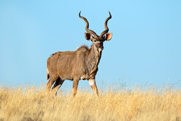 Male kudu antelope (Tragelaphus strepsiceros) against a blue sky, South Africa. © EcoView