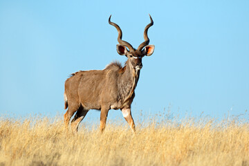 Male kudu antelope (Tragelaphus strepsiceros) against a blue sky, South Africa.