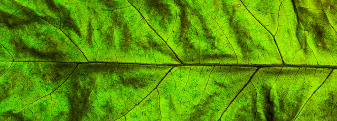 macro photo of a leaf on a background