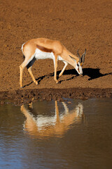 A springbok antelope (Antidorcas marsupialis) at a waterhole, Mokala National Park, South Africa.