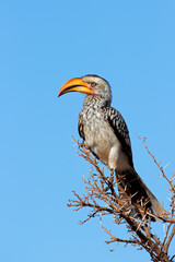 A yellow-billed hornbill (Tockus flavirostris) perched in a tree, South Africa.