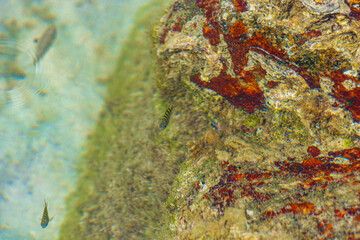 Underwater view with fish fishes Silver Beach Koh Samui Thailand.