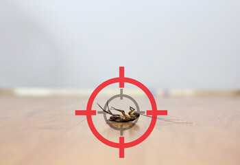 gun target to kill cockroach , pest control service concept