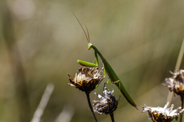 Europäische Gottesanbeterin (Mantis religiosa)