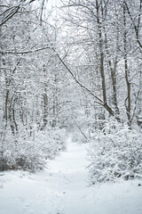 Snow covered winter forest scenery. Winter fairytale