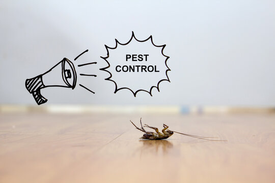 Dead cockroach on floor, pest control concept