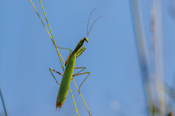 Europäische Gottesanbeterin (Mantis religiosa)