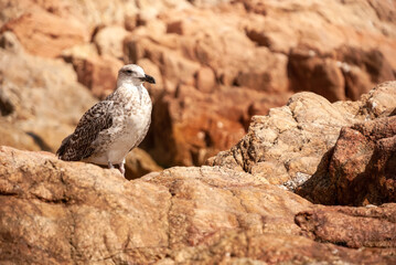 Seagull - an albatross sits on the stone of rocks against the background of the water of the Mediterranean Sea.