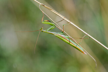 Europäische Gottesanbeterin (Mantis religiosa)