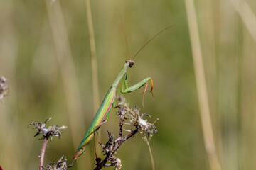 Europäische Gottesanbeterin (Mantis religiosa)