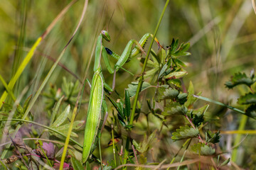 Europäische Gottesanbeterin (Mantis religiosa)