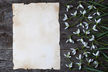 Snowdrops flowers on a dark wooden background and vintage paper for text. Postcard, space for congratulations.