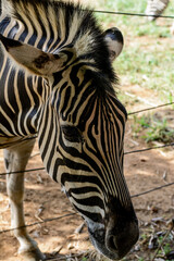 Fototapeta na wymiar Curious zebra in the zoo in Salvador, Bahia, Brazil. Zebras are mammals that belong to the horse family, the equines, native to central and southern Africa.