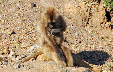 gelada baboon in Ethiopia sitting on a rock