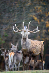 Red deer roaring in autumn forest. Animal in nature habitat. Big mammal. Wildlife scene
