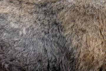Rolgordijnen Real fur bison skin texture. Animal print pattern background © byrdyak