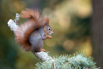 Sciurus. Rodent. The squirrel sits on a tree. Beautiful red squirrel in the park.