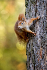 Sciurus. Rodent. The squirrel sits on a tree. Beautiful red squirrel in the park.