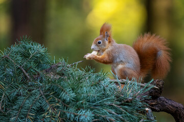 Sciurus. Rodent. The squirrel sits on a tree. Beautiful red squirrel in the park.