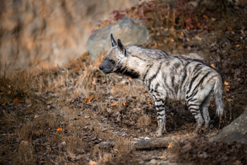 The hyena walks in its territory.