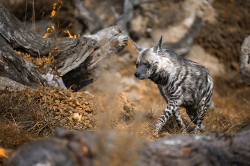 The hyena walks in its territory.
