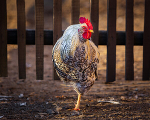 a motley black and white rooster stands on one leg against the background of a fence in the village