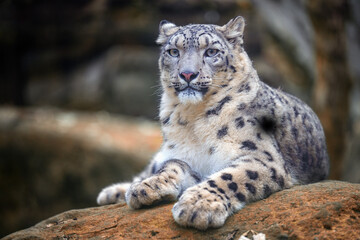 Irbis rests and watches the surroundings.