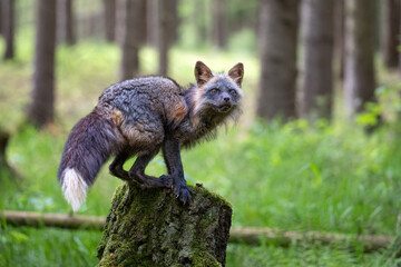 The fox runs on the pasture and hunts.