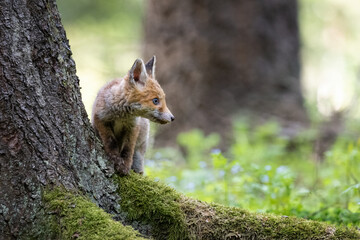 The fox runs on the pasture and hunts.