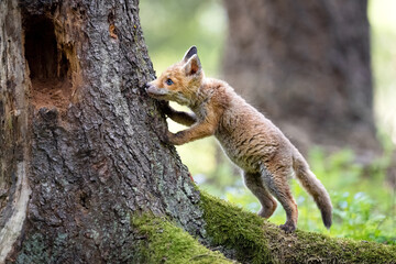 The fox runs on the pasture and hunts.