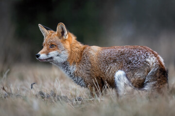 The fox runs on the pasture and hunts.