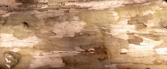 Background of tree. Space for design. Horizontal image.