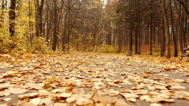 A wide path in the forest park is covered with dry fallen leaves. The hiking trail is located between tall trees and bushes covered with golden leaves. High quality. 4k footage.