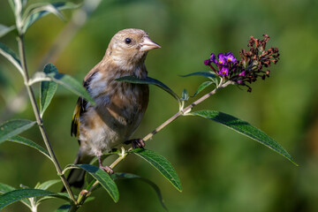 Stieglitz (Carduelis carduelis) Jugendkleid