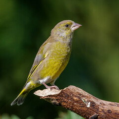 Grünfink (Carduelis chloris) Männchen