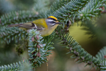 Sommergoldhähnchen (Regulus ignicapillus)