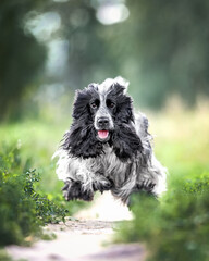 Beautiful english cocker spaniel dog portrait in nature