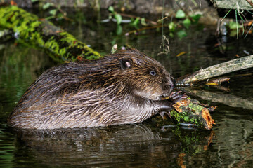 Europäischer Biber (Castor fiber)