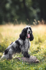 Fototapeta premium Beautiful english cocker spaniel dog portrait in nature