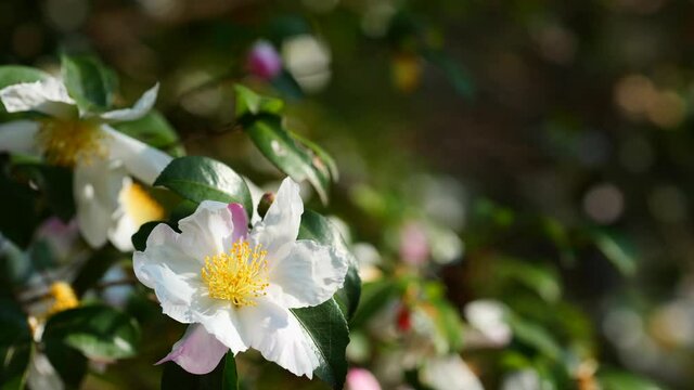 白い山茶花の花　11月