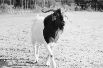 Boer buck goat portrait with blurred background on farm.