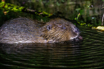 Europäischer Biber (Castor fiber)