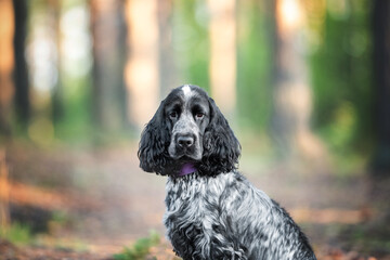 Beautiful english cocker spaniel dog portrait in nature